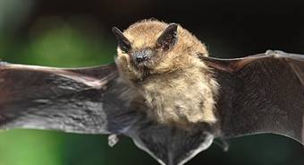 licensed bat removal, bat surveys - bat licence - pipistrelle